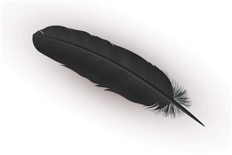 Black Feather Meaning and Symbolism | Color Meanings