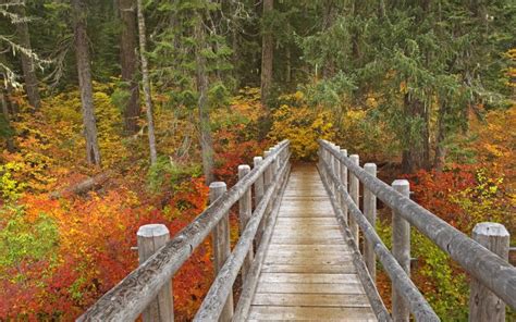 HD Mckenzie River Trail Wallpaper | Download Free - 91623