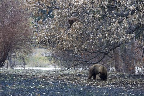 Cub with Mama Bear in Yosemite | Spotted these two bears in … | Flickr