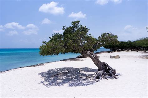 Eagle Beach Aruba: Das ist der schönste Strand der Karibik