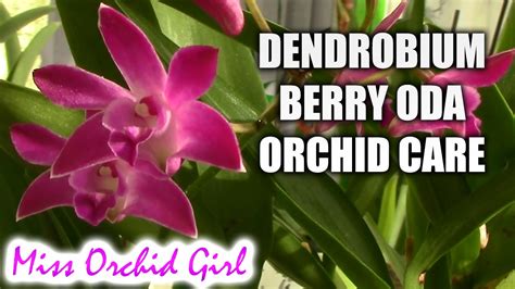 MissOrchidGirl - How to care for Dendrobium Berry Oda orchid - watering ...