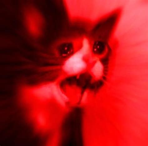 Red Cat | Screaming Cat | Cat memes, Scream meme, Red cat