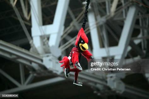 Cardinals Mascot Photos and Premium High Res Pictures - Getty Images