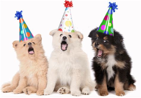 Dogs Singing Happy Birthday | Singing happy birthday, Happy birthday dog, Happy birthday funny