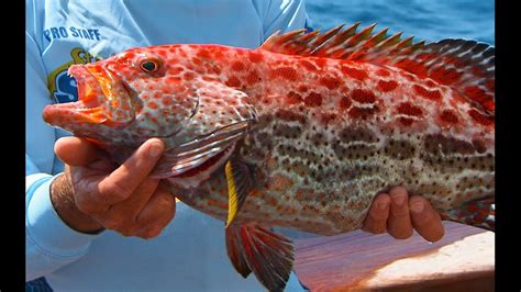 Yellowfin Grouper Fishing in Key West FL – Not a Strawberry Grouper ...