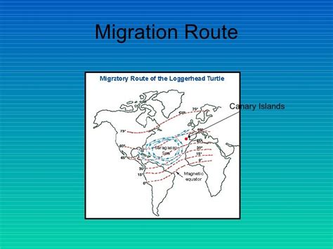 Migration Routes Of Atlantic Loggerhead Turtles