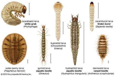 Carpet beetle | insect | Britannica.com