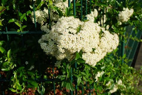 Pyracantha 'Firethorn': Grow This Plant To Enliven An Otherwise Dull ...