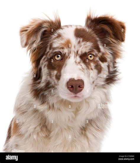 Red Merle Border Collie | homehospice-jp.org