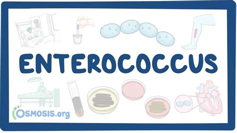 Enterococcus- causes, symptoms, diagnosis, treatment, pathology - YouTube