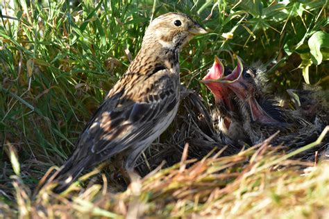 The Corn Bunting and its nesting habits - The Cliffs