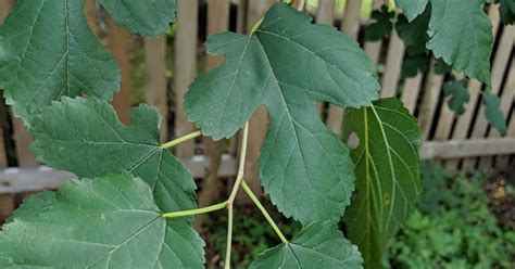 Backyard Tree Identification: Mulberry Trees