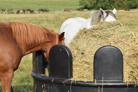 Stable Accessories Horse Haylage Hay Feeder Animal Feeding Ring Wooden ...