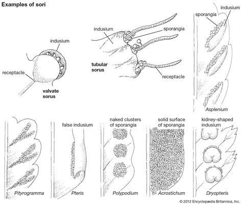 Fern - Spore, Sorus, Reproduction | Britannica