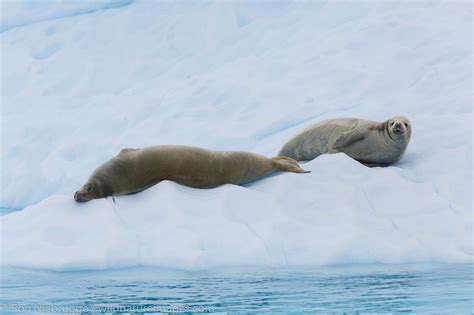 Crabeater seal | Photos by Ron Niebrugge