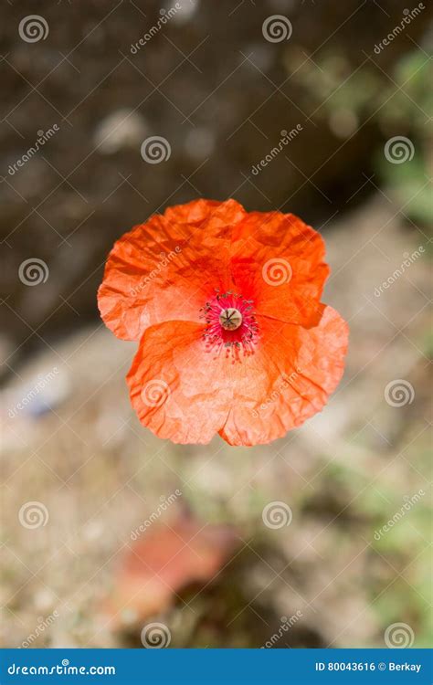 Beautiful Oriental Poppy Flowers in Nature Stock Photo - Image of ...