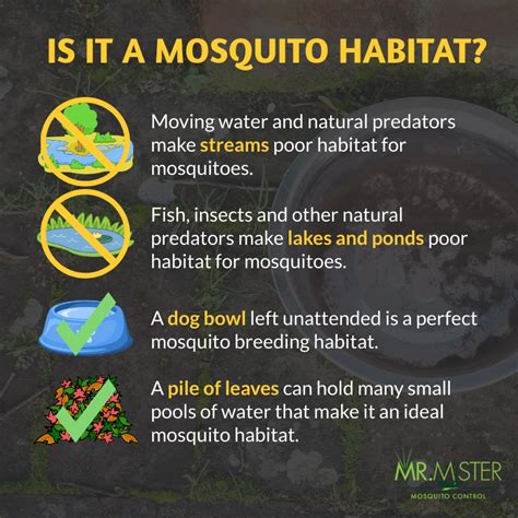 How Knowing a Mosquito's Habitat Can Aid in Mosquito Control | Mr ...