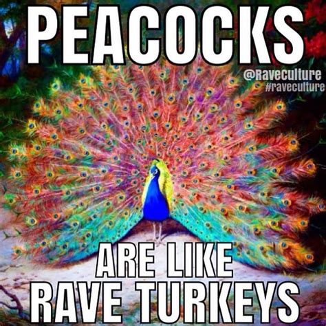 Peacocks Are Like Rave Turkeys - JustPost: Virtually entertaining Funny As Hell, You Funny ...