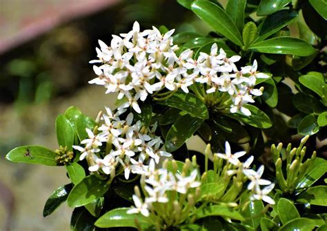 Ixora Dwarf (White Rangan ) Plant - Nestreeo.com