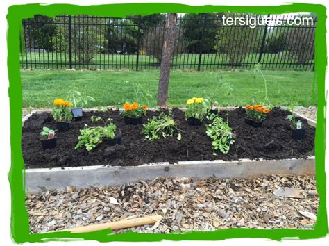 tomato-garden-box-layout-tersiguels – Tersiguel's