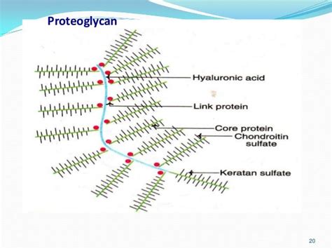 GLYCOSAMINO GLYCANS