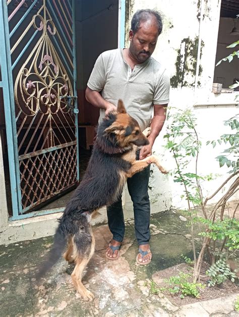 German Shepherd Accident Victim – Wound Healed! – Karuna Society for Animals and Nature