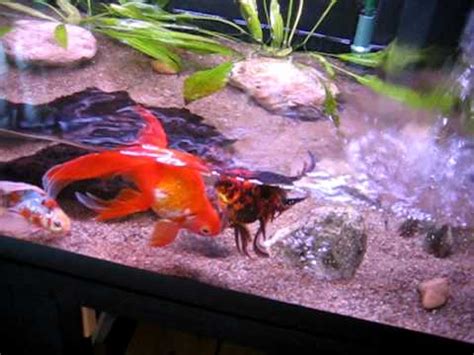 Indoor fancy goldfish pond aquarium | Doovi