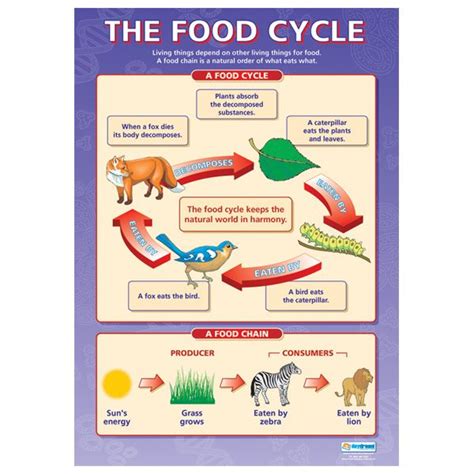 The Food Cycle | Science lessons, Biology lessons, Gcse science