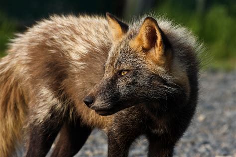 Free picture: red fox, face, wild, animal