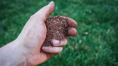 Overseeding your lawn? Here are the do's and don'ts, according to experts