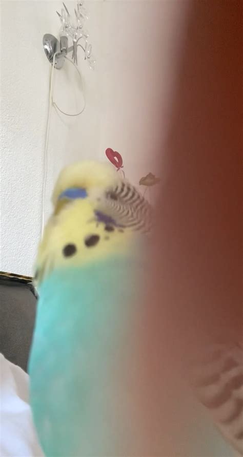 Budgie sounds : r/budgies