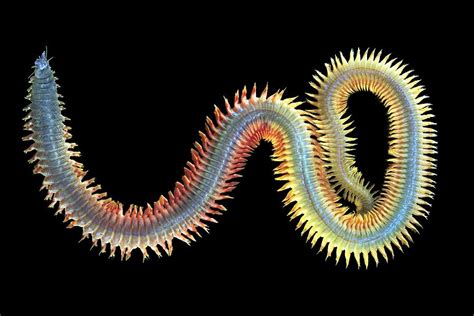 King Ragworm Photograph by Alexander Semenov