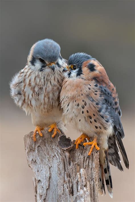 Baby kestrels? | Soaring Creatures, God's Amazing Creation III | Birds, Animals, Love birds