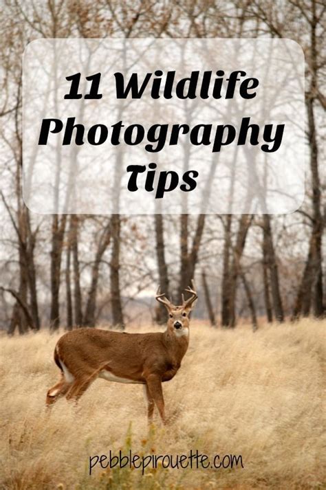 11 wildlife photography tips – Artofit