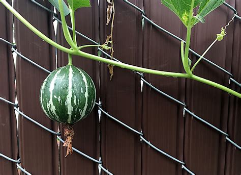 How To Grow Watermelon In A Small Space