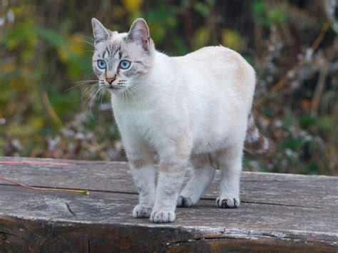 Ojos Azules Cat Breed - Info, Characteristics & Temperament