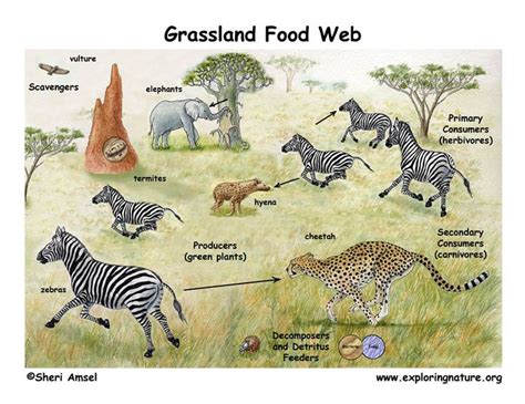 Grassland ecosystem and Energy flow through an ecosystem | Notes, Videos, QA and Tests | Grade ...