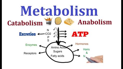 7 Remarkable Difference between Anabolism and Catabolism - Core Differences