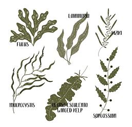 Phaeophyceae: Characteristics, Classification, Reproduction, Examples