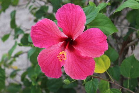 100+ Hibiscus Flower In Fiji Stock Photos, Pictures & Royalty-Free Images - iStock