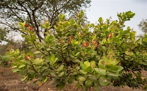 Cashew trees, in a nutshell | Tree Aid