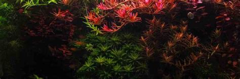 Best Aquarium Plants For Beginners (Answered!) – FishKeepingAnswers.com