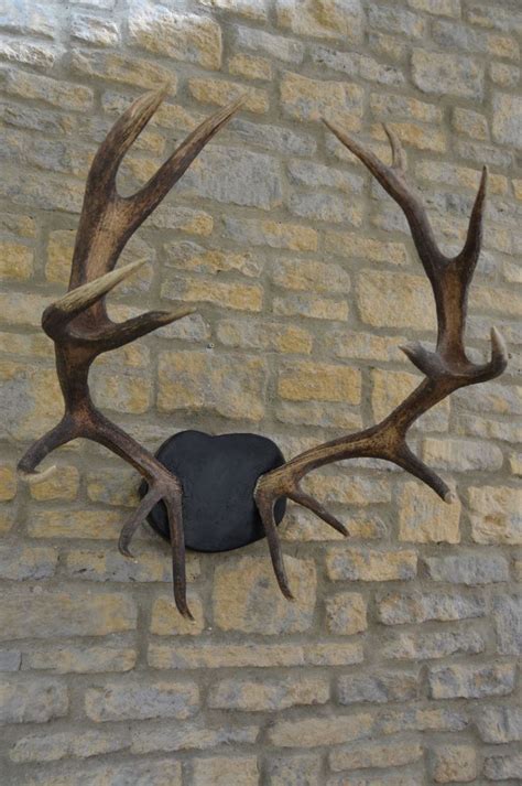 English Stag Antlers in 2020 | Stag antlers, Moose art, Antiques