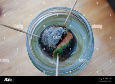 avocado plant growing from a seed in water at home Stock Photo - Alamy