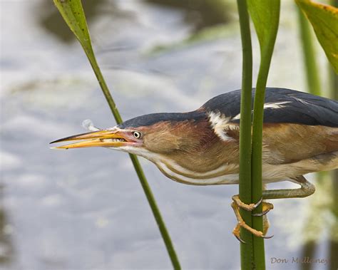 Bird of the Month for April 2011: Least Bittern – Audubon Everglades