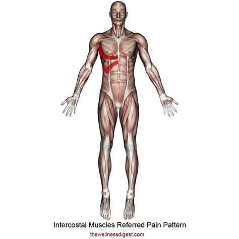 Intercostal Muscles: Rib Pain, Breathing Difficulty - The Wellness Digest