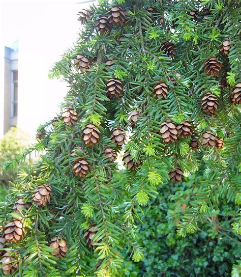 hemlock tree - UK'S LEADING PAST LIFE REGRESSIONIST