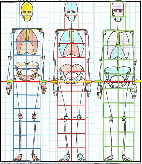 THREE DIFFERENT BODY TYPES (TORSO/LEG PROPORTIONS) SET TO SAME HEIGHT . #BODYTYPES #BODYSHAPE # ...