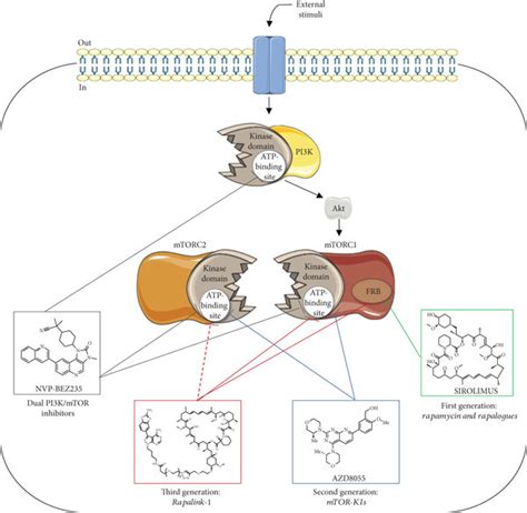 Mechanisms of action of three distinct generations of mTOR inhibitors... | Download Scientific ...