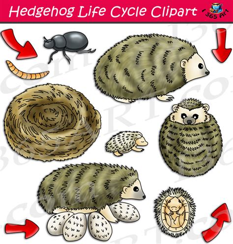 Hedgehog Life Cycle Clipart Set Download - Clipart 4 School